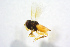  ( - BC-ZSM-HYM-25459-D04)  @13 [ ] CreativeCommons - Attribution Non-Commercial Share-Alike (2015) Stefan Schmidt SNSB, Zoologische Staatssammlung Muenchen