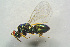  (Tetrastichus evexus - BC-ZSM-HYM-25460-A03)  @14 [ ] CreativeCommons - Attribution Non-Commercial Share-Alike (2015) Stefan Schmidt SNSB, Zoologische Staatssammlung Muenchen