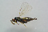  ( - BC-ZSM-HYM-25460-F02)  @12 [ ] CreativeCommons - Attribution Non-Commercial Share-Alike (2015) Stefan Schmidt SNSB, Zoologische Staatssammlung Muenchen