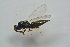  ( - BC-ZSM-HYM-25460-G05)  @12 [ ] CreativeCommons - Attribution Non-Commercial Share-Alike (2015) Stefan Schmidt SNSB, Zoologische Staatssammlung Muenchen