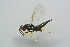  (Tetrastichus telon - BC-ZSM-HYM-25460-G11)  @13 [ ] CreativeCommons - Attribution Non-Commercial Share-Alike (2015) Stefan Schmidt SNSB, Zoologische Staatssammlung Muenchen