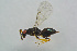  (Tetrastichus halidayi - BC-ZSM-HYM-25460-H10)  @14 [ ] CreativeCommons - Attribution Non-Commercial Share-Alike (2015) Stefan Schmidt SNSB, Zoologische Staatssammlung Muenchen