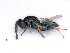  ( - BC-ZSM-HYM-25461-C10)  @11 [ ] CreativeCommons - Attribution Non-Commercial Share-Alike (2016) SNSB, Staatliche Naturwissenschaftliche Sammlungen Bayerns ZSM (SNSB, Zoologische Staatssammlung Muenchen)
