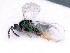  ( - BC-ZSM-HYM-25461-D02)  @11 [ ] CreativeCommons - Attribution Non-Commercial Share-Alike (2016) SNSB, Staatliche Naturwissenschaftliche Sammlungen Bayerns ZSM (SNSB, Zoologische Staatssammlung Muenchen)