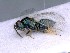  ( - BC-ZSM-HYM-25461-D04)  @11 [ ] CreativeCommons - Attribution Non-Commercial Share-Alike (2016) SNSB, Staatliche Naturwissenschaftliche Sammlungen Bayerns ZSM (SNSB, Zoologische Staatssammlung Muenchen)