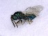  ( - BC-ZSM-HYM-25461-D08)  @11 [ ] CreativeCommons - Attribution Non-Commercial Share-Alike (2016) SNSB, Staatliche Naturwissenschaftliche Sammlungen Bayerns ZSM (SNSB, Zoologische Staatssammlung Muenchen)