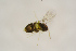  ( - BC-ZSM-HYM-25463-C04)  @12 [ ] CreativeCommons - Attribution Non-Commercial Share-Alike (2016) SNSB, Staatliche Naturwissenschaftliche Sammlungen Bayerns ZSM (SNSB, Zoologische Staatssammlung Muenchen)