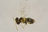 ( - BC-ZSM-HYM-25463-C05)  @13 [ ] CreativeCommons - Attribution Non-Commercial Share-Alike (2016) SNSB, Staatliche Naturwissenschaftliche Sammlungen Bayerns ZSM (SNSB, Zoologische Staatssammlung Muenchen)