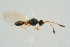  ( - BC-ZSM-HYM-25934-A12)  @13 [ ] CreativeCommons - Attribution Non-Commercial Share-Alike (2016) SNSB, Staatliche Naturwissenschaftliche Sammlungen Bayerns ZSM (SNSB, Zoologische Staatssammlung Muenchen)