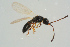  ( - BC-ZSM-HYM-25934-B01)  @13 [ ] CreativeCommons - Attribution Non-Commercial Share-Alike (2016) SNSB, Staatliche Naturwissenschaftliche Sammlungen Bayerns ZSM (SNSB, Zoologische Staatssammlung Muenchen)