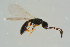  ( - BC-ZSM-HYM-25934-B03)  @11 [ ] CreativeCommons - Attribution Non-Commercial Share-Alike (2016) SNSB, Staatliche Naturwissenschaftliche Sammlungen Bayerns ZSM (SNSB, Zoologische Staatssammlung Muenchen)