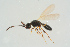  ( - BC-ZSM-HYM-25934-C06)  @13 [ ] CreativeCommons - Attribution Non-Commercial Share-Alike (2016) SNSB, Staatliche Naturwissenschaftliche Sammlungen Bayerns ZSM (SNSB, Zoologische Staatssammlung Muenchen)