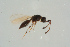  ( - BC-ZSM-HYM-25934-C08)  @12 [ ] CreativeCommons - Attribution Non-Commercial Share-Alike (2016) SNSB, Staatliche Naturwissenschaftliche Sammlungen Bayerns ZSM (SNSB, Zoologische Staatssammlung Muenchen)