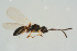  ( - BC-ZSM-HYM-25934-C10)  @12 [ ] CreativeCommons - Attribution Non-Commercial Share-Alike (2016) SNSB, Staatliche Naturwissenschaftliche Sammlungen Bayerns ZSM (SNSB, Zoologische Staatssammlung Muenchen)