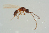  ( - BC-ZSM-HYM-25934-E01)  @13 [ ] CreativeCommons - Attribution Non-Commercial Share-Alike (2016) SNSB, Staatliche Naturwissenschaftliche Sammlungen Bayerns ZSM (SNSB, Zoologische Staatssammlung Muenchen)