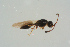  ( - BC-ZSM-HYM-25934-E09)  @13 [ ] CreativeCommons - Attribution Non-Commercial Share-Alike (2016) SNSB, Staatliche Naturwissenschaftliche Sammlungen Bayerns ZSM (SNSB, Zoologische Staatssammlung Muenchen)