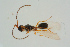  ( - BC-ZSM-HYM-25934-H10)  @12 [ ] CreativeCommons - Attribution Non-Commercial Share-Alike (2016) SNSB, Staatliche Naturwissenschaftliche Sammlungen Bayerns ZSM (SNSB, Zoologische Staatssammlung Muenchen)