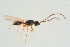  ( - BC-ZSM-HYM-25934-H11)  @12 [ ] CreativeCommons - Attribution Non-Commercial Share-Alike (2016) SNSB, Staatliche Naturwissenschaftliche Sammlungen Bayerns ZSM (SNSB, Zoologische Staatssammlung Muenchen)