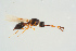  ( - BC-ZSM-HYM-25935-A12)  @13 [ ] CreativeCommons - Attribution Non-Commercial Share-Alike (2016) SNSB, Staatliche Naturwissenschaftliche Sammlungen Bayerns ZSM (SNSB, Zoologische Staatssammlung Muenchen)