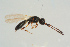  ( - BC-ZSM-HYM-25935-B03)  @13 [ ] CreativeCommons - Attribution Non-Commercial Share-Alike (2016) SNSB, Staatliche Naturwissenschaftliche Sammlungen Bayerns ZSM (SNSB, Zoologische Staatssammlung Muenchen)