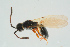  ( - BC-ZSM-HYM-25935-D11)  @11 [ ] CreativeCommons - Attribution Non-Commercial Share-Alike (2016) SNSB, Staatliche Naturwissenschaftliche Sammlungen Bayerns ZSM (SNSB, Zoologische Staatssammlung Muenchen)