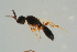  ( - BC-ZSM-HYM-25935-F09)  @12 [ ] CreativeCommons - Attribution Non-Commercial Share-Alike (2016) SNSB, Staatliche Naturwissenschaftliche Sammlungen Bayerns ZSM (SNSB, Zoologische Staatssammlung Muenchen)