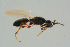  ( - BC-ZSM-HYM-25935-G01)  @13 [ ] CreativeCommons - Attribution Non-Commercial Share-Alike (2016) SNSB, Staatliche Naturwissenschaftliche Sammlungen Bayerns ZSM (SNSB, Zoologische Staatssammlung Muenchen)