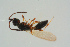  ( - BC-ZSM-HYM-25935-G12)  @12 [ ] CreativeCommons - Attribution Non-Commercial Share-Alike (2016) SNSB, Staatliche Naturwissenschaftliche Sammlungen Bayerns ZSM (SNSB, Zoologische Staatssammlung Muenchen)