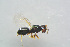  ( - BC-ZSM-HYM-26562-C04)  @12 [ ] CreativeCommons - Attribution Non-Commercial Share-Alike (2015) Stefan Schmidt SNSB, Zoologische Staatssammlung Muenchen