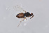  ( - BC-ZSM-HYM-26563-A04)  @11 [ ] CreativeCommons - Attribution Non-Commercial Share-Alike (2017) SNSB, Staatliche Naturwissenschaftliche Sammlungen Bayerns ZSM (SNSB, Zoologische Staatssammlung Muenchen)