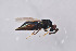  ( - BC-ZSM-HYM-26563-D08)  @12 [ ] CreativeCommons - Attribution Non-Commercial Share-Alike (2017) SNSB, Staatliche Naturwissenschaftliche Sammlungen Bayerns ZSM (SNSB, Zoologische Staatssammlung Muenchen)