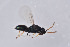  (Tetrastichus tachos - BC-ZSM-HYM-26563-F06)  @13 [ ] CreativeCommons - Attribution Non-Commercial Share-Alike (2017) SNSB, Staatliche Naturwissenschaftliche Sammlungen Bayerns ZSM (SNSB, Zoologische Staatssammlung Muenchen)
