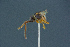  ( - BC-ZSM-HYM-26827-C08)  @11 [ ] CreativeCommons - Attribution Non-Commercial Share-Alike (2016) SNSB, Staatliche Naturwissenschaftliche Sammlungen Bayerns ZSM (SNSB, Zoologische Staatssammlung Muenchen)