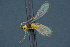  ( - BC-ZSM-HYM-26827-D10)  @11 [ ] CreativeCommons - Attribution Non-Commercial Share-Alike (2016) SNSB, Staatliche Naturwissenschaftliche Sammlungen Bayerns ZSM (SNSB, Zoologische Staatssammlung Muenchen)