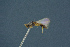  ( - BC-ZSM-HYM-26827-D11)  @11 [ ] CreativeCommons - Attribution Non-Commercial Share-Alike (2016) SNSB, Staatliche Naturwissenschaftliche Sammlungen Bayerns ZSM (SNSB, Zoologische Staatssammlung Muenchen)