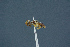  ( - BC-ZSM-HYM-26827-F05)  @11 [ ] CreativeCommons - Attribution Non-Commercial Share-Alike (2016) SNSB, Staatliche Naturwissenschaftliche Sammlungen Bayerns ZSM (SNSB, Zoologische Staatssammlung Muenchen)