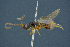  ( - BC-ZSM-HYM-26827-F07)  @11 [ ] CreativeCommons - Attribution Non-Commercial Share-Alike (2016) SNSB, Staatliche Naturwissenschaftliche Sammlungen Bayerns ZSM (SNSB, Zoologische Staatssammlung Muenchen)