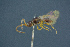  ( - BC-ZSM-HYM-26827-F08)  @11 [ ] CreativeCommons - Attribution Non-Commercial Share-Alike (2016) SNSB, Staatliche Naturwissenschaftliche Sammlungen Bayerns ZSM (SNSB, Zoologische Staatssammlung Muenchen)