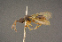 ( - BC-ZSM-HYM-26828-B01)  @13 [ ] CreativeCommons - Attribution Non-Commercial Share-Alike (2016) SNSB, Staatliche Naturwissenschaftliche Sammlungen Bayerns ZSM (SNSB, Zoologische Staatssammlung Muenchen)