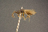  ( - BC-ZSM-HYM-26828-B02)  @13 [ ] CreativeCommons - Attribution Non-Commercial Share-Alike (2016) SNSB, Staatliche Naturwissenschaftliche Sammlungen Bayerns ZSM (SNSB, Zoologische Staatssammlung Muenchen)
