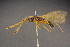  ( - BC-ZSM-HYM-26828-B04)  @11 [ ] CreativeCommons - Attribution Non-Commercial Share-Alike (2016) SNSB, Staatliche Naturwissenschaftliche Sammlungen Bayerns ZSM (SNSB, Zoologische Staatssammlung Muenchen)