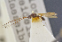  ( - BC-ZSM-HYM-26828-B06)  @11 [ ] CreativeCommons - Attribution Non-Commercial Share-Alike (2016) SNSB, Staatliche Naturwissenschaftliche Sammlungen Bayerns ZSM (SNSB, Zoologische Staatssammlung Muenchen)