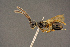  ( - BC-ZSM-HYM-26828-B10)  @11 [ ] CreativeCommons - Attribution Non-Commercial Share-Alike (2016) SNSB, Staatliche Naturwissenschaftliche Sammlungen Bayerns ZSM (SNSB, Zoologische Staatssammlung Muenchen)