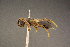  ( - BC-ZSM-HYM-26828-C01)  @11 [ ] CreativeCommons - Attribution Non-Commercial Share-Alike (2016) SNSB, Staatliche Naturwissenschaftliche Sammlungen Bayerns ZSM (SNSB, Zoologische Staatssammlung Muenchen)