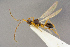  ( - BC-ZSM-HYM-26828-C02)  @11 [ ] CreativeCommons - Attribution Non-Commercial Share-Alike (2016) SNSB, Staatliche Naturwissenschaftliche Sammlungen Bayerns ZSM (SNSB, Zoologische Staatssammlung Muenchen)