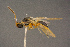  ( - BC-ZSM-HYM-26828-C03)  @11 [ ] CreativeCommons - Attribution Non-Commercial Share-Alike (2016) SNSB, Staatliche Naturwissenschaftliche Sammlungen Bayerns ZSM (SNSB, Zoologische Staatssammlung Muenchen)
