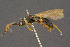  ( - BC-ZSM-HYM-26828-C08)  @11 [ ] CreativeCommons - Attribution Non-Commercial Share-Alike (2016) SNSB, Staatliche Naturwissenschaftliche Sammlungen Bayerns ZSM (SNSB, Zoologische Staatssammlung Muenchen)
