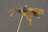  ( - BC-ZSM-HYM-26828-C09)  @11 [ ] CreativeCommons - Attribution Non-Commercial Share-Alike (2016) SNSB, Staatliche Naturwissenschaftliche Sammlungen Bayerns ZSM (SNSB, Zoologische Staatssammlung Muenchen)