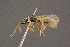  ( - BC-ZSM-HYM-26828-C10)  @11 [ ] CreativeCommons - Attribution Non-Commercial Share-Alike (2016) SNSB, Staatliche Naturwissenschaftliche Sammlungen Bayerns ZSM (SNSB, Zoologische Staatssammlung Muenchen)