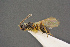  ( - BC-ZSM-HYM-26828-C12)  @11 [ ] CreativeCommons - Attribution Non-Commercial Share-Alike (2016) SNSB, Staatliche Naturwissenschaftliche Sammlungen Bayerns ZSM (SNSB, Zoologische Staatssammlung Muenchen)